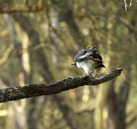 Augur buzzard - Laikipia