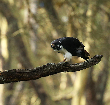 Augur buzzard - Laikipia