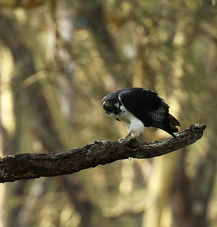 Augur buzzard - Laikipia