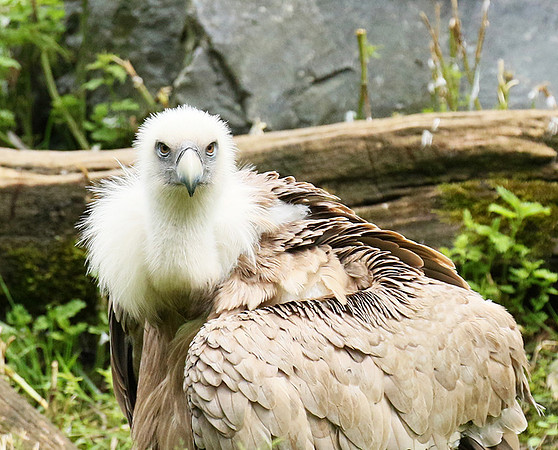 Griffon vulture (vautour fauve)