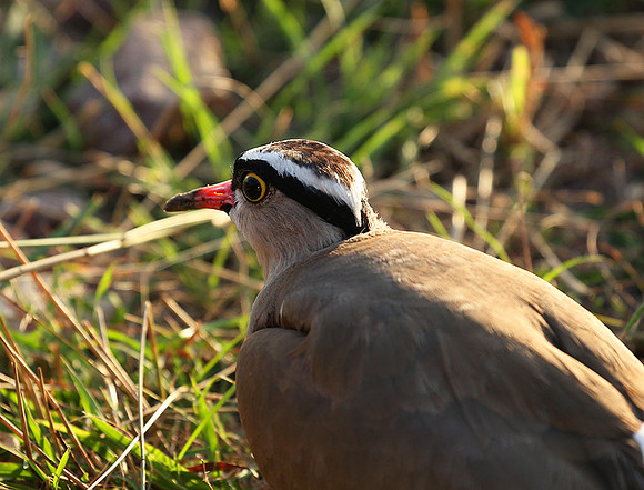 Crowned lapwing - Masaï Mara
