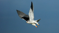 Black-winged kite in flight - Serengeti