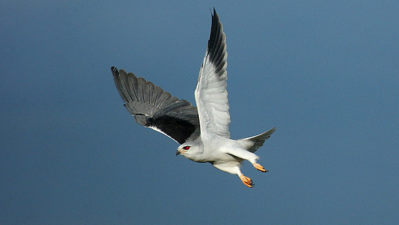 Black-winged kite in flight - Serengeti