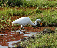 At Amboseli national park