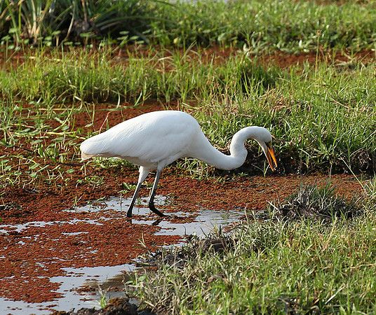 At Amboseli national park
