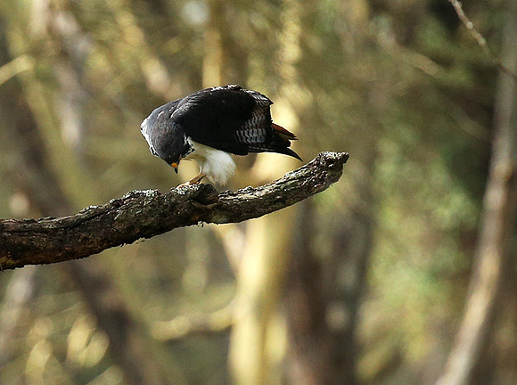 Augur buzzard - Laikipia