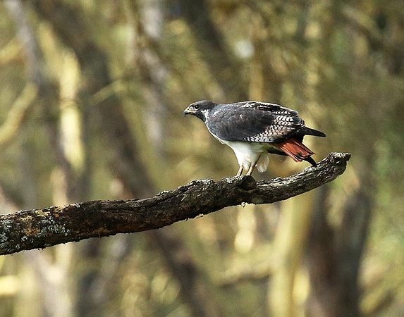 Augur buzzard - Laikipia