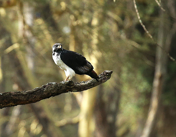 Augur buzzard - Laikipia