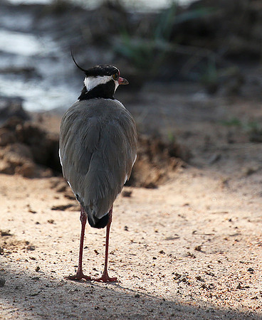 Black-headed lapwing