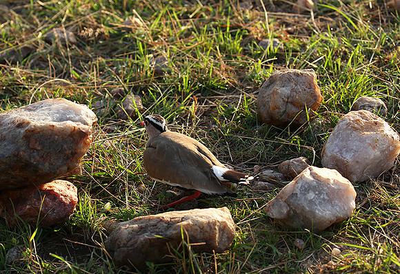 Crowned lapwing - Masaï Mara