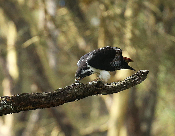 Augur buzzard - Laikipia