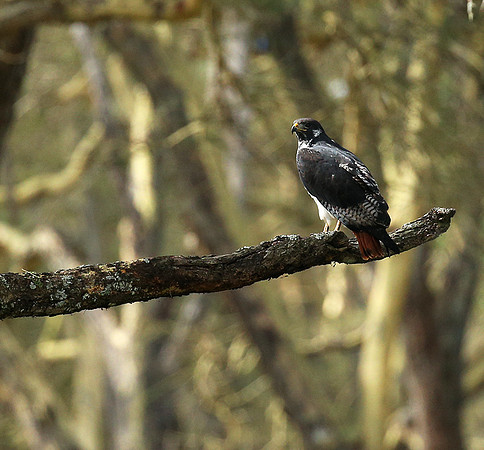 Augur buzzard - Laikipia