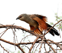 Coucals