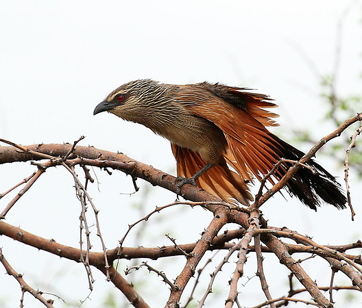 White-browed coucal