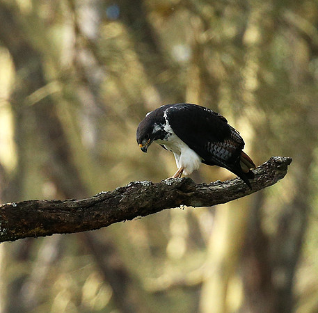 Augur buzzard - Laikipia