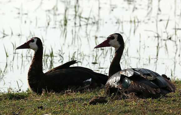 White-faced whistling duck - Amboseli National Park