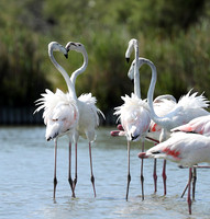 Pont de Cau - Camargue