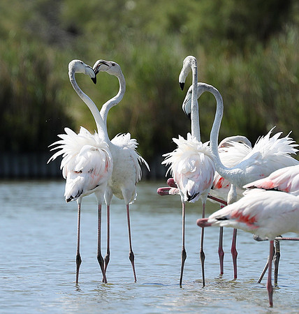 Pont de Cau - Camargue