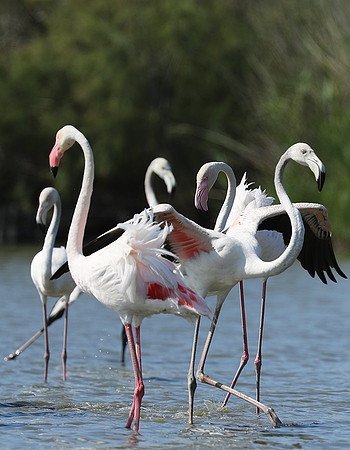 Pont de Cau - Camargue