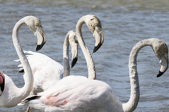 Pont de Cau - Camargue