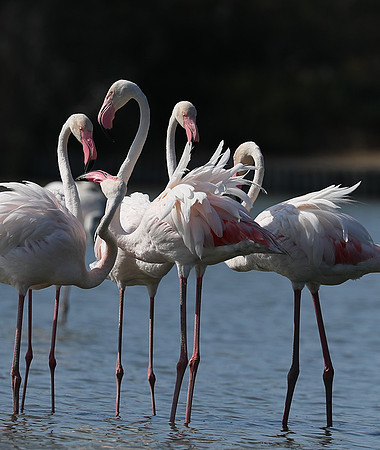 Pont de Cau - Camargue