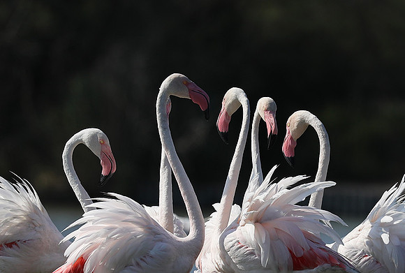 Flamingos - Pont de Cau - Camargue