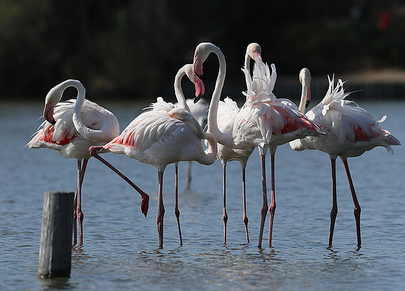 Pont de Cau - Camargue
