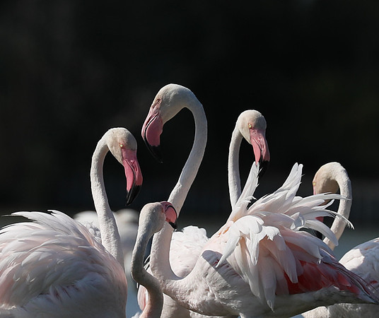Flamingos - Pont de Cau - Camargue