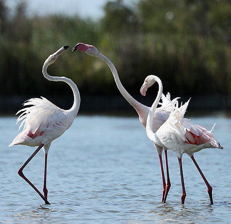 Pont de Cau - Camargue