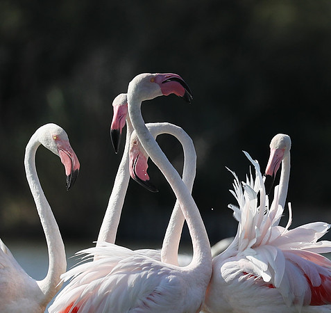 Flamingos - Pont de Cau - Camargue