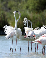Pont de Cau - Camargue
