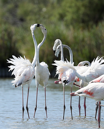 Pont de Cau - Camargue