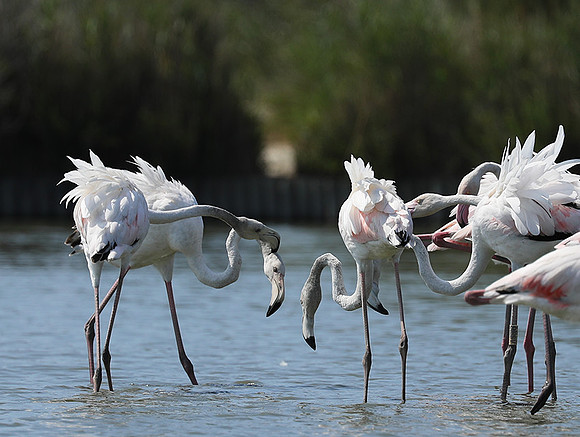 Pont de Cau - Camargue