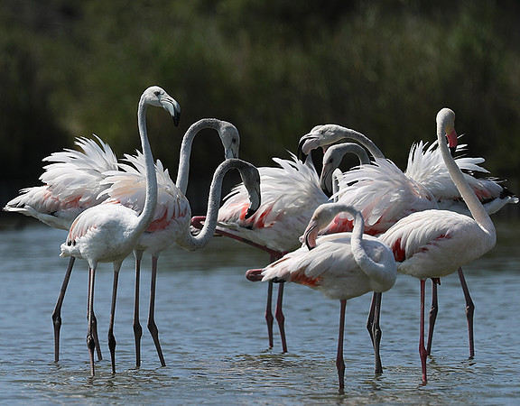 Pont de Cau - Camargue