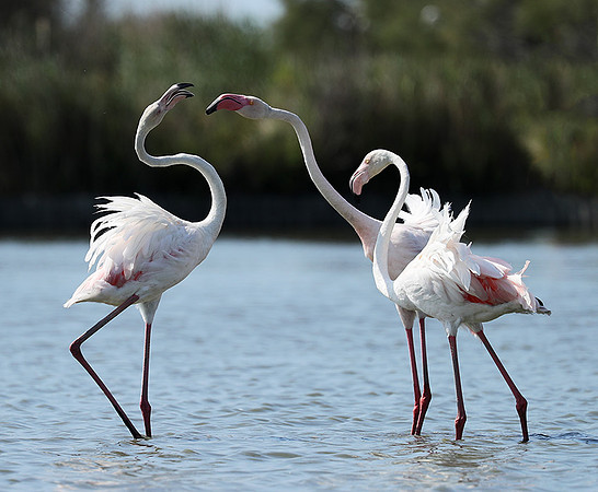 Pont de Cau - Camargue