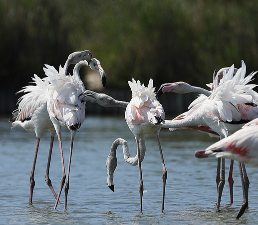Pont de Cau - Camargue