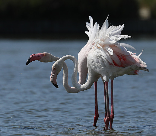 Pont de Cau - Camargue