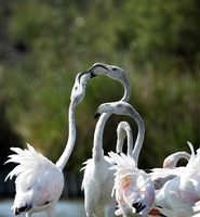 Pont de Cau - Camargue