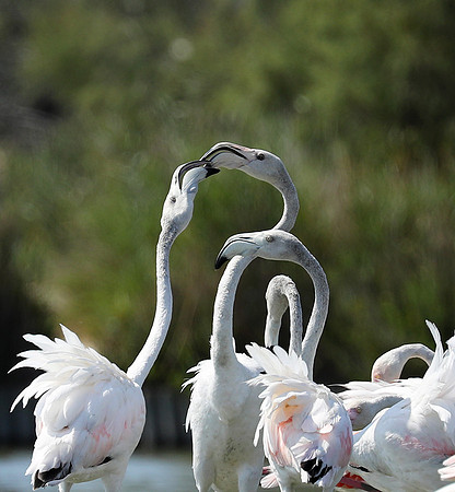 Pont de Cau - Camargue