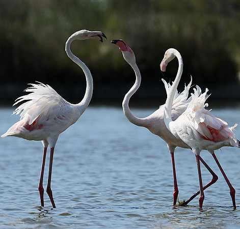 Pont de Cau - Camargue