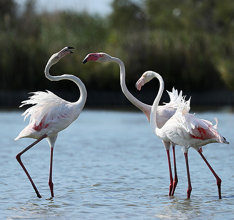 Pont de Cau - Camargue
