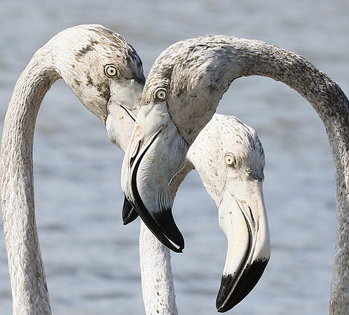 Flamingos - Pont de Cau - Camargue