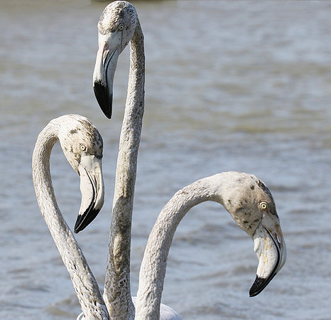 Pont de Cau - Camargue