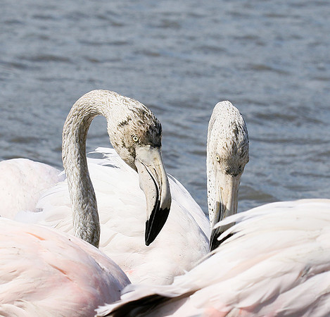 Pont de Cau - Camargue