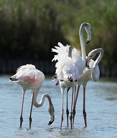Pont de Cau - Camargue