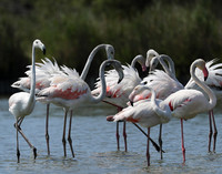 Pont de Cau - Camargue