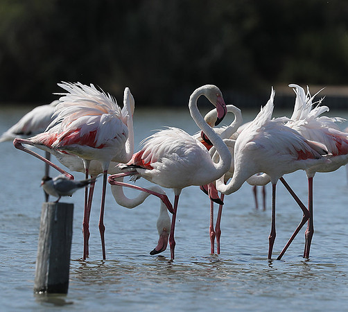 Pont de Cau - Camargue