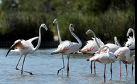 Pont de Cau - Camargue