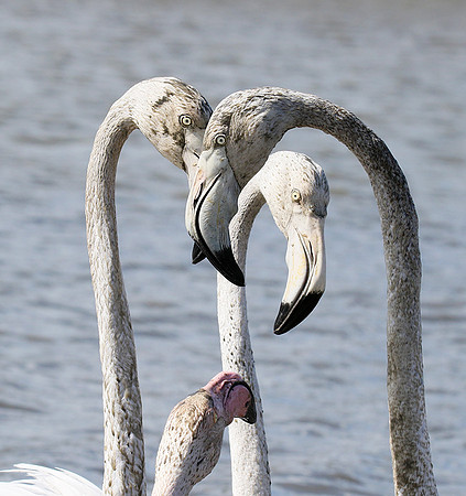 Pont de Cau - Camargue