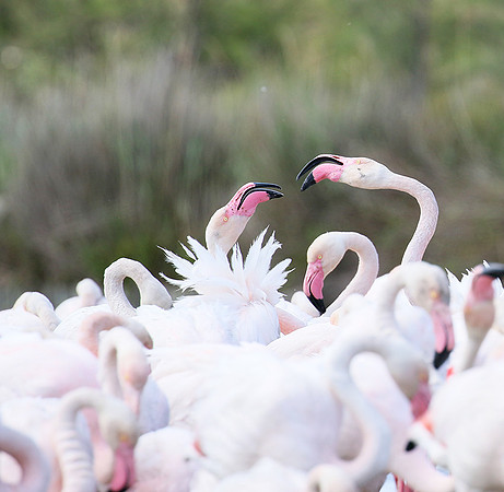 Flamingos - Pont de Cau - Camargue